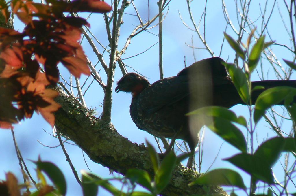 Posada Barlovento Tigre Værelse billede